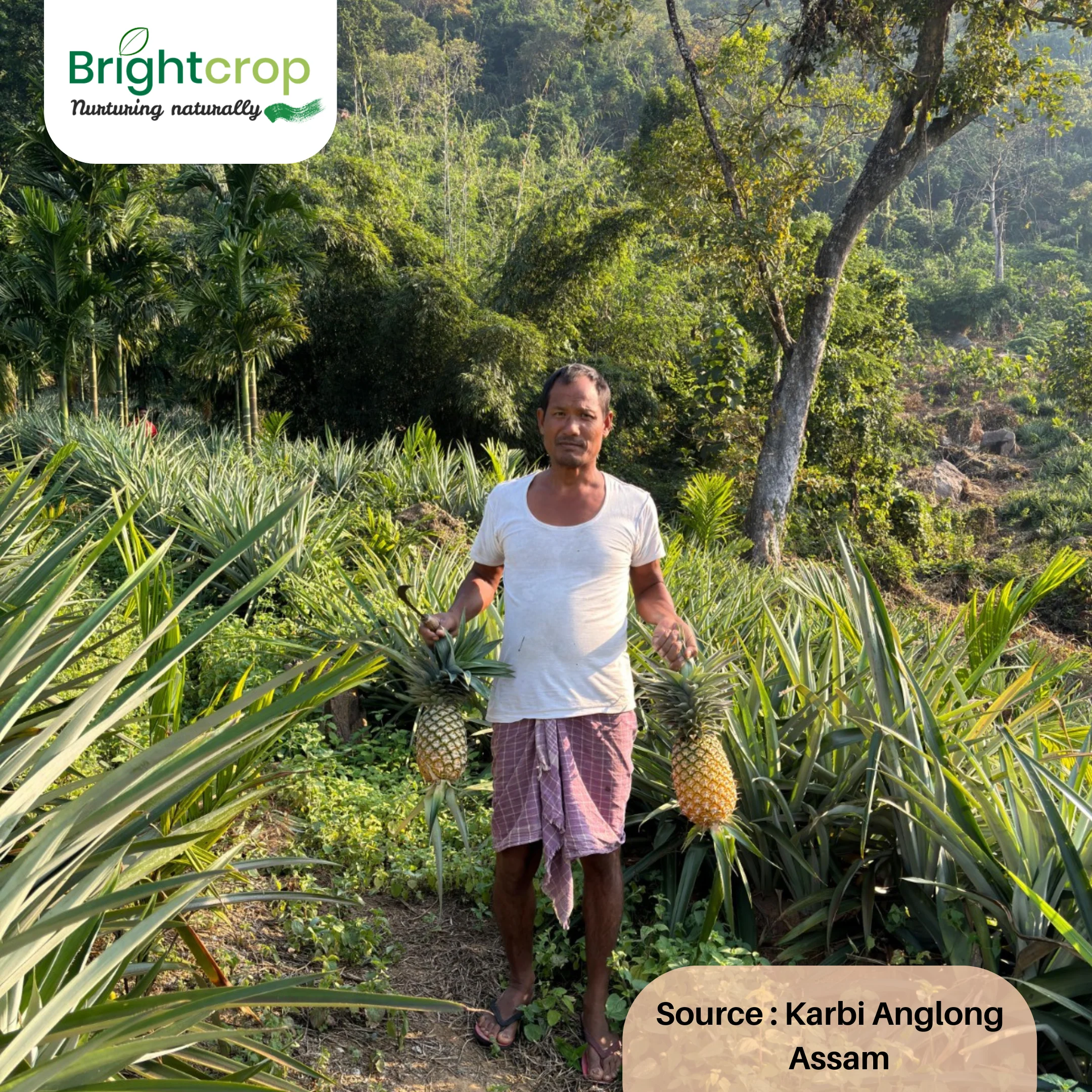 Fresh Pineapples - Image 10
