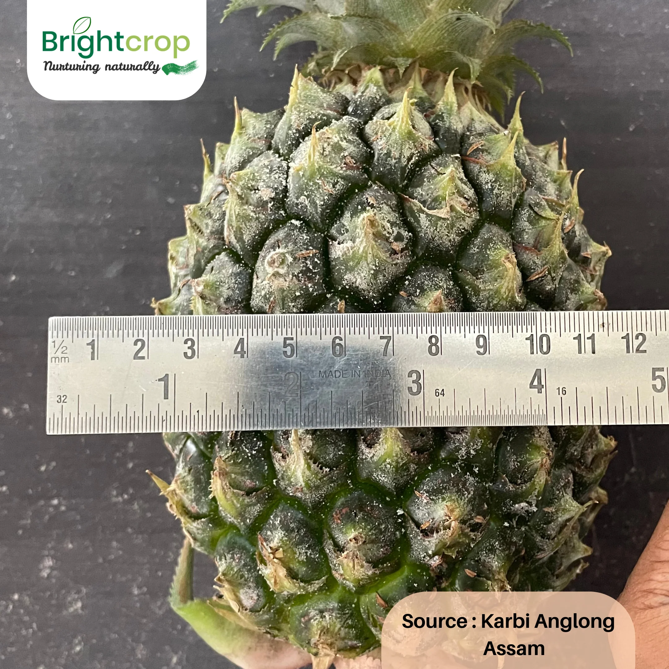 Fresh Pineapples - Image 3