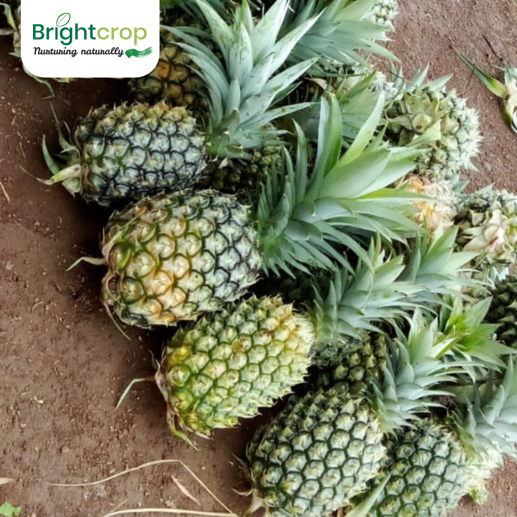 Fresh Pineapples - Image 5