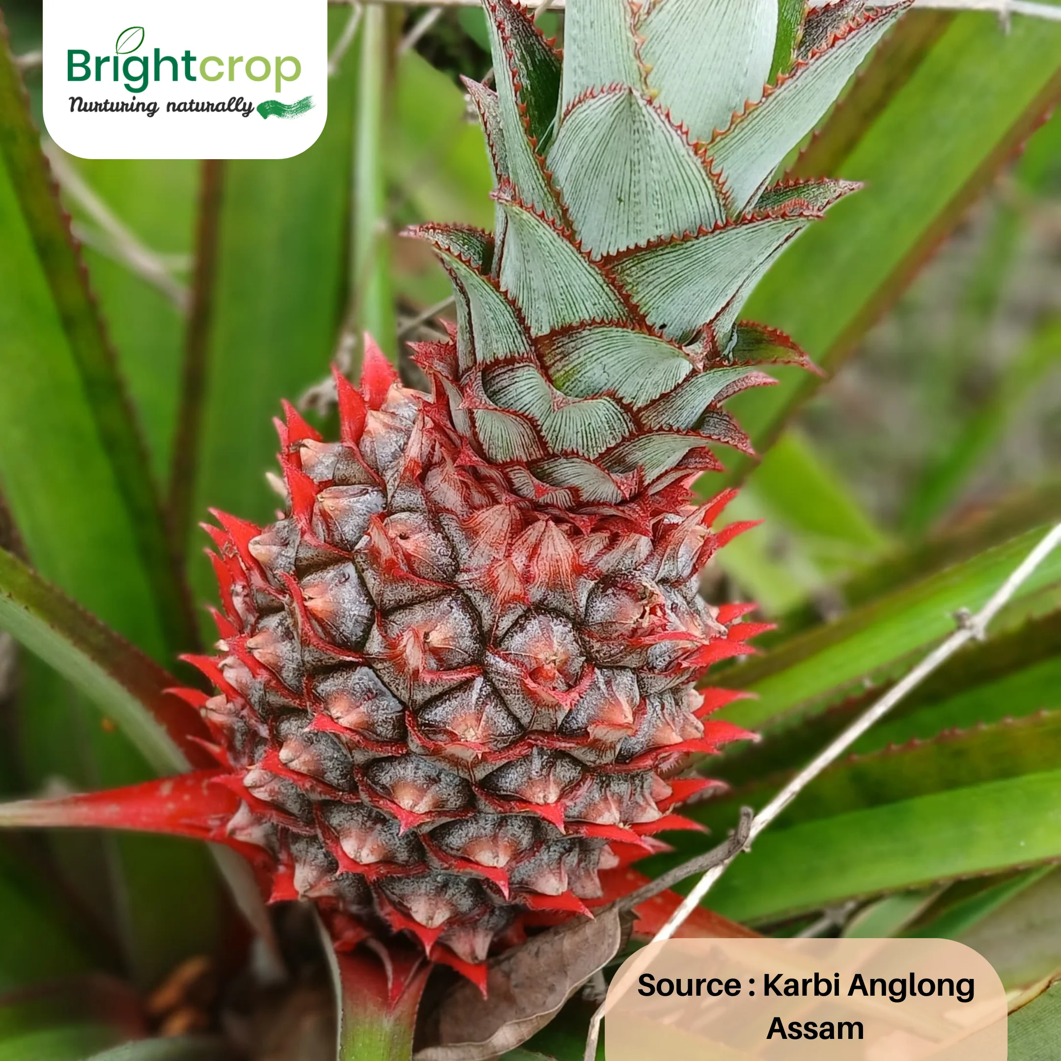 Fresh Pineapples - Image 6