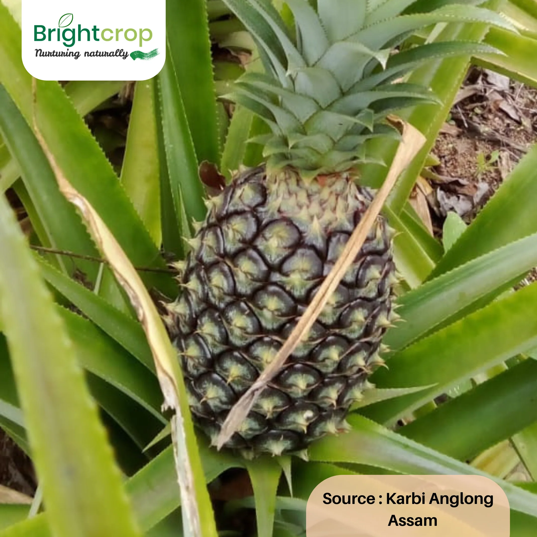 Fresh Pineapples - Image 7