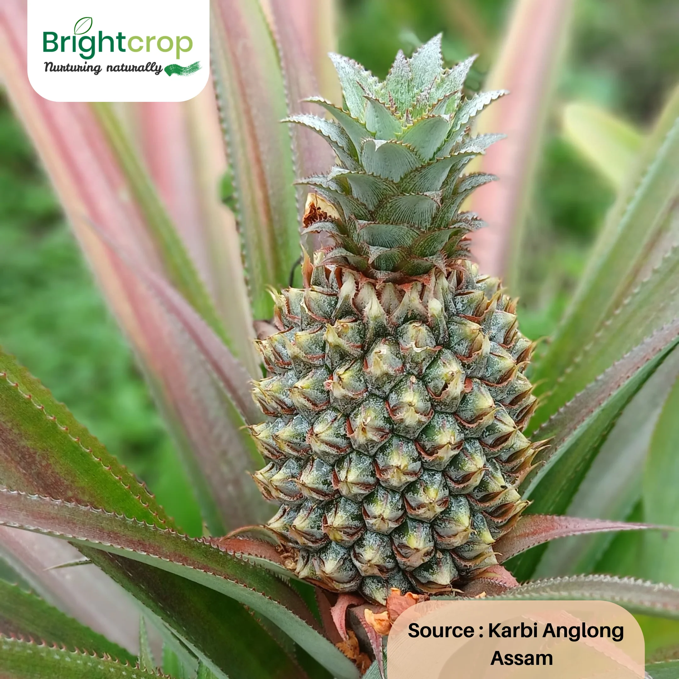 Fresh Pineapples - Image 8