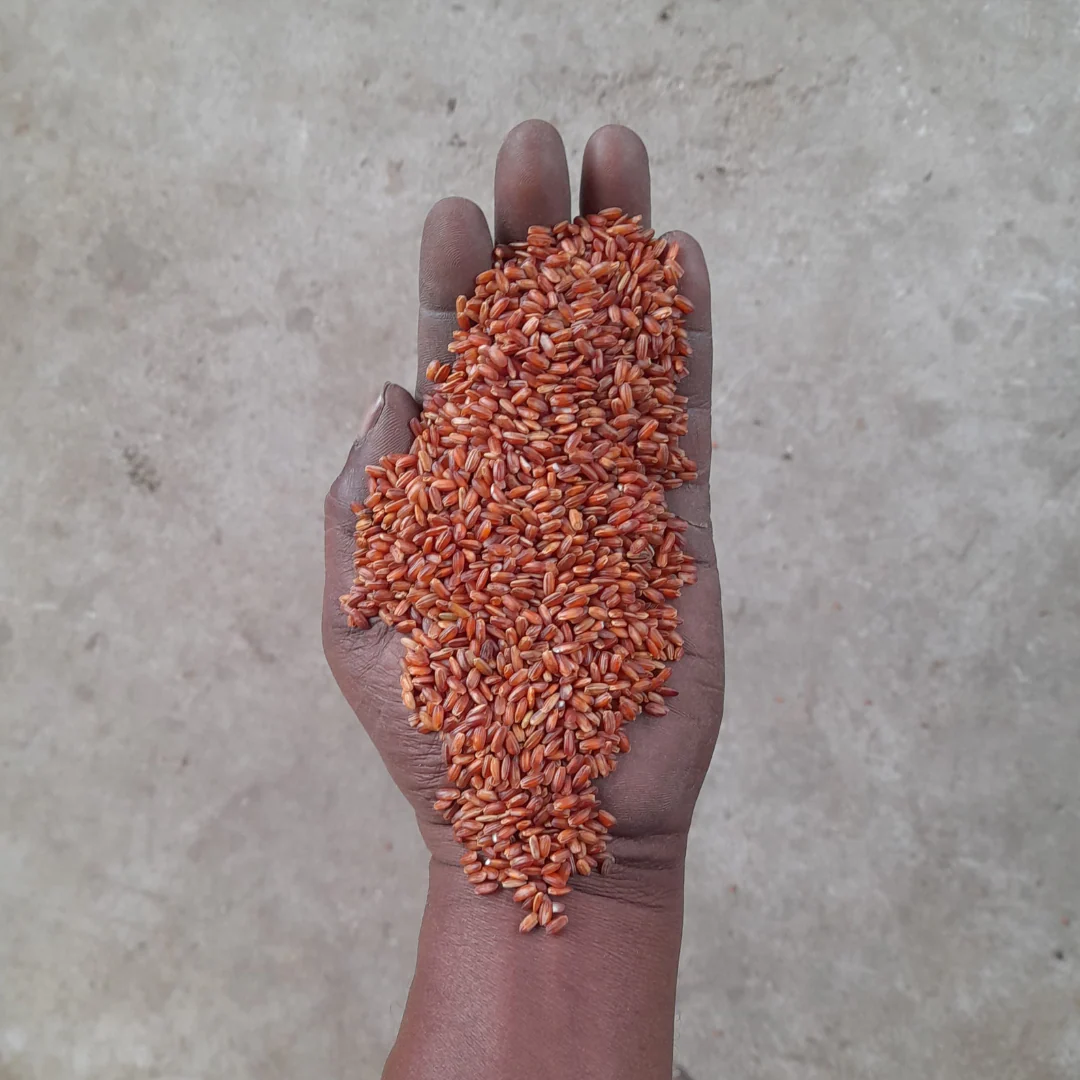 Red Rice, Himalayan - Image 6