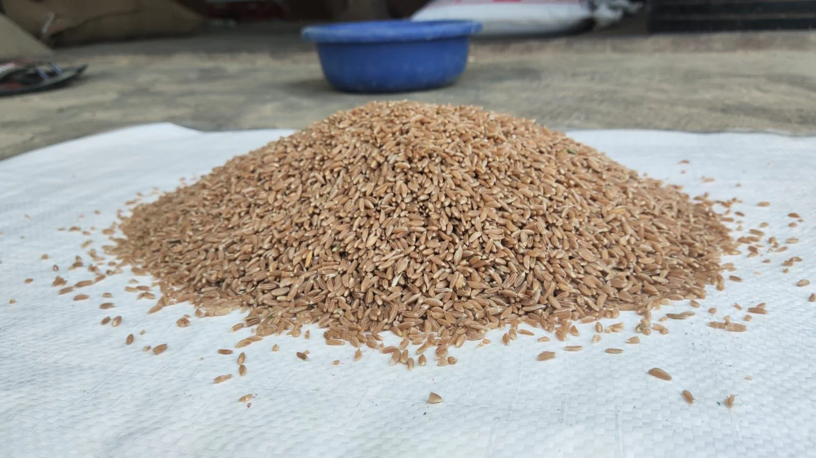 Emmer Wheat Flour - Chakki fresh Khapli Atta - Image 4