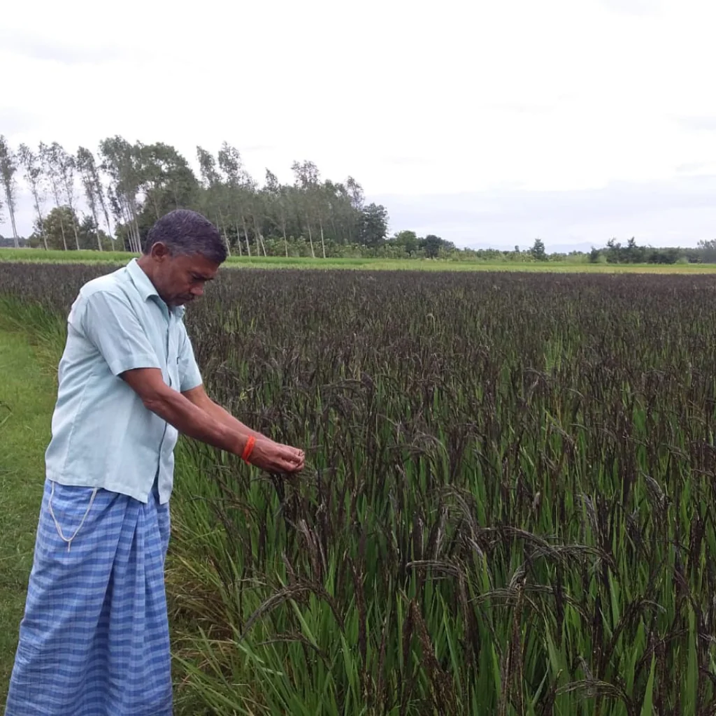 Kalanamak Rice - Image 3